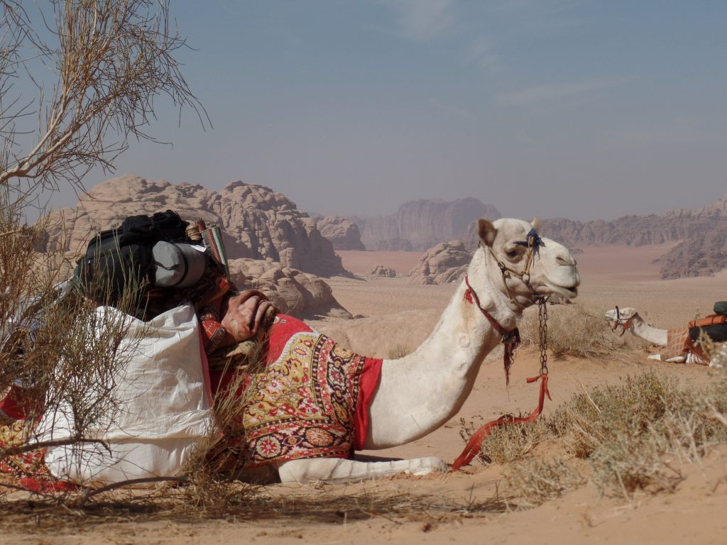 camel tour jordan